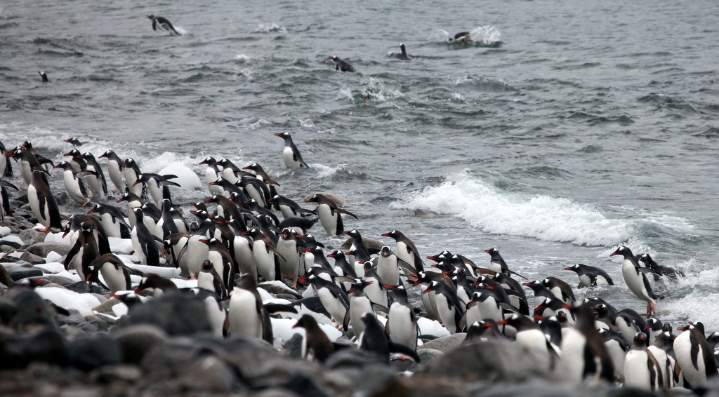 Gentoo penguins after a swim